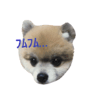 ふわポメムサシ（個別スタンプ：4）