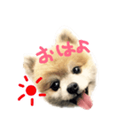 ふわポメムサシ（個別スタンプ：5）