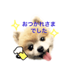 ふわポメムサシ（個別スタンプ：7）