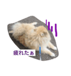 ふわポメムサシ（個別スタンプ：8）