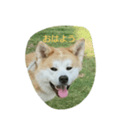 秋田犬 挨拶2（個別スタンプ：5）