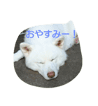 秋田犬 挨拶2（個別スタンプ：8）