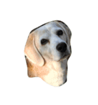 Lucy the beagle（個別スタンプ：1）