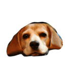 Lucy the beagle（個別スタンプ：2）