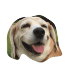 Lucy the beagle（個別スタンプ：3）