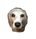 Lucy the beagle（個別スタンプ：4）