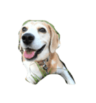 Lucy the beagle（個別スタンプ：5）