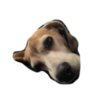 Lucy the beagle（個別スタンプ：6）