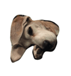 Lucy the beagle（個別スタンプ：7）