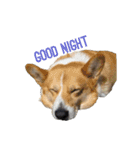 コーギーのごんとろく。（個別スタンプ：11）