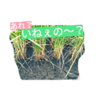 稲作について（個別スタンプ：10）