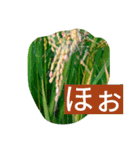稲作について（個別スタンプ：13）
