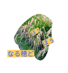 稲作について（個別スタンプ：15）