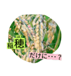 稲作について（個別スタンプ：16）