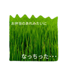 稲作について（個別スタンプ：19）