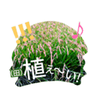 稲作について（個別スタンプ：22）