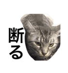玄猫  (ネコ・ねこ)（個別スタンプ：3）