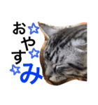 玄猫  (ネコ・ねこ)（個別スタンプ：5）
