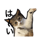 玄猫  (ネコ・ねこ)（個別スタンプ：6）