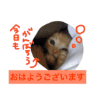 玄猫  (ネコ・ねこ)（個別スタンプ：7）