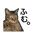 玄猫  (ネコ・ねこ)（個別スタンプ：8）