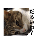 玄猫  (ネコ・ねこ)（個別スタンプ：9）