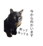 玄猫  (ネコ・ねこ)（個別スタンプ：10）