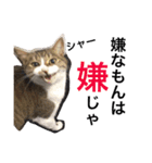 玄猫  (ネコ・ねこ)（個別スタンプ：11）