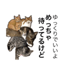 玄猫  (ネコ・ねこ)（個別スタンプ：12）
