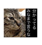 玄猫  (ネコ・ねこ)（個別スタンプ：14）