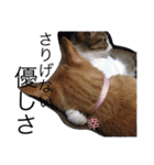 玄猫  (ネコ・ねこ)（個別スタンプ：15）