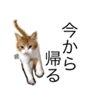 玄猫  (ネコ・ねこ)（個別スタンプ：16）