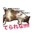 玄猫  (ネコ・ねこ)（個別スタンプ：19）