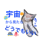 玄猫  (ネコ・ねこ)（個別スタンプ：21）
