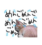 玄猫  (ネコ・ねこ)（個別スタンプ：23）