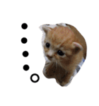 玄猫  (ネコ・ねこ)（個別スタンプ：25）