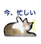 玄猫  (ネコ・ねこ)（個別スタンプ：26）