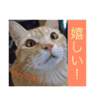 玄猫  (ネコ・ねこ)（個別スタンプ：27）