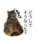 玄猫  (ネコ・ねこ)（個別スタンプ：28）