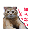 玄猫  (ネコ・ねこ)（個別スタンプ：29）
