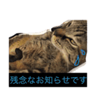 玄猫  (ネコ・ねこ)（個別スタンプ：30）