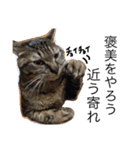 玄猫  (ネコ・ねこ)（個別スタンプ：31）