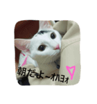 マロの日常2（個別スタンプ：6）