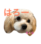 マルプー・さくら（個別スタンプ：1）