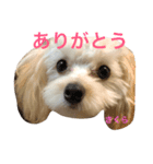 マルプー・さくら（個別スタンプ：2）