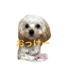 マルプー・さくら（個別スタンプ：3）