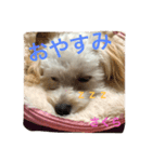 マルプー・さくら（個別スタンプ：8）