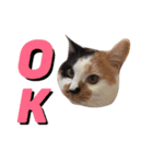 三毛猫のニコ（個別スタンプ：1）