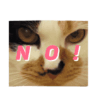 三毛猫のニコ（個別スタンプ：2）
