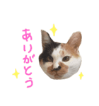 三毛猫のニコ（個別スタンプ：3）